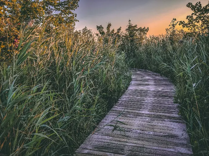brown pathway beside grass
